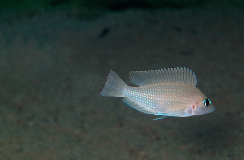 Neolamprologus leloupi 'Kapampa'